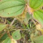 Miconia dependens Feuille