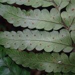 Triplophyllum fraternum Leaf