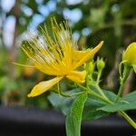 Hypericum hircinum Flors