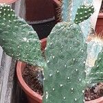 Consolea rubescens Hoja