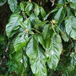 Dendropanax arboreus Otro