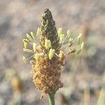 Plantago argentea Цвят