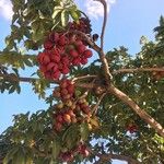 Sterculia foetida Fruto