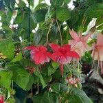 Fuchsia hybrida Flor