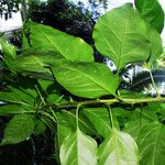 Bougainvillea spectabilis Feuille