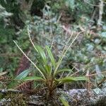Stelis hymenantha Flower
