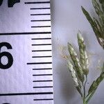 Eragrostis minor Flower