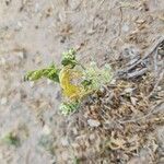 Anisosciadium orientale Libunga
