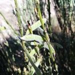 Cytisus multiflorus Fruto