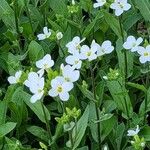 Arabis alpina Flor