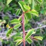 Flueggea virosa Leaf