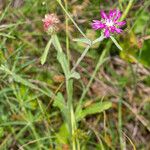 Centaurea napifolia عادت داشتن