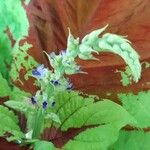 Plectranthus scutellarioides Çiçek