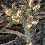 Salmonopuntia salmiana Leaf