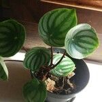 Peperomia argyreia Лист