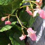 Begonia chitoensis Flor