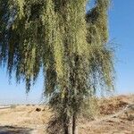 Prosopis cineraria Habit