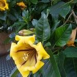 Solandra maximaFlower