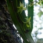 Angraecum obversifolium Lorea
