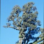 Dacrycarpus dacrydioides Habit
