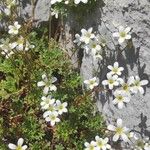 Saxifraga trifurcata Blüte