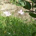 Zephyranthes robusta Blomst