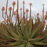 Aloe longistyla Fruit