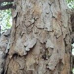 Dalbergia melanoxylon Кора