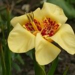 Tigridia pavonia Floare
