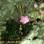 Erodium rodiei Облик