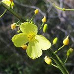 Brassica cretica Flower