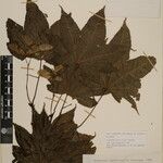 Acer campbellii Kita
