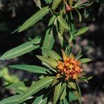 Euphorbia griffithii Flor