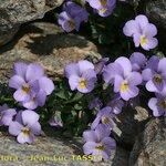 Viola crassiuscula Habit