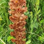 Orobanche elatior Кветка