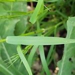 Bromus tectorum পাতা