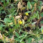 Medicago laciniata Λουλούδι