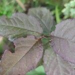 Prunus japonica 葉