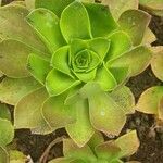 Aeonium glutinosum Blatt