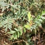 Indigofera arrecta Folha