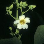 Amphilophium elongatum Flower