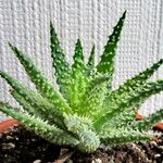 Aloe humilis Hoja