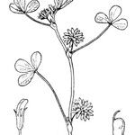 Trifolium cernuum Drugo