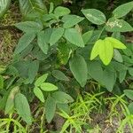 Clitoria mariana Levél