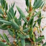 Polygonum maritimum Hostoa