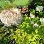 Viburnum macrocephalum Blomst