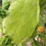 Opuntia triacanthos Folha