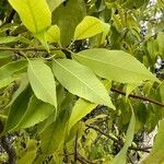 Quercus glauca পাতা