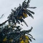 Sophora denudata Hoja