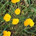 Eschscholzia lobbii Hàbitat